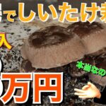 【副業💰】「自宅でしいたけ栽培 毎月3万円の副収入」は可能なのか?① “月収3万円の内訳 編”【しいたけ栽培】