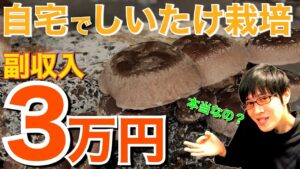 【副業💰】「自宅でしいたけ栽培 毎月3万円の副収入」は可能なのか？① “月収3万円の内訳 編”【しいたけ栽培】