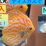 ディスカスで副収入への道48  メスに任せた!