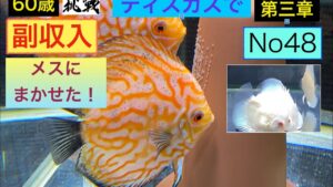 ディスカスで副収入への道48  メスに任せた!