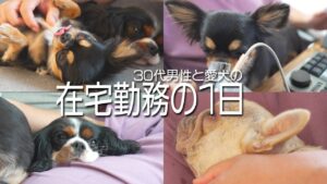 【ルーティン】30代 男性 愛犬と過ごす在宅勤務の1日に密着!