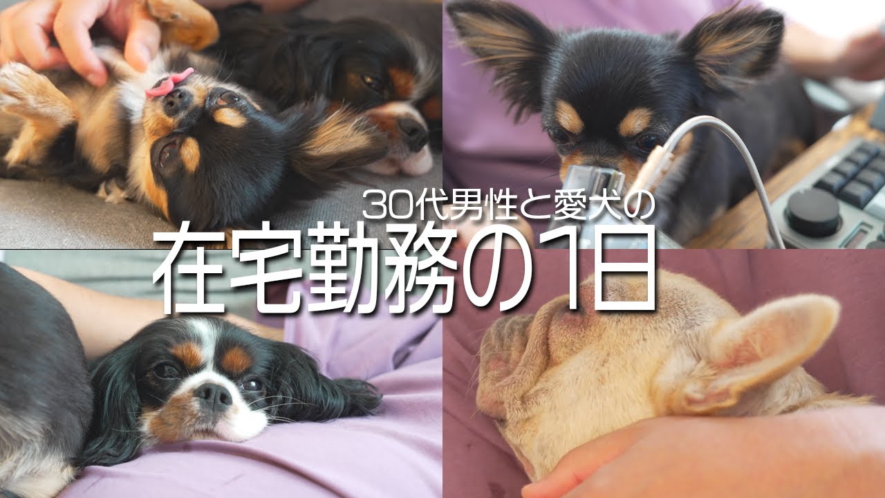 【ルーティン】30代 男性 愛犬と過ごす在宅勤務の1日に密着！