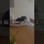 【3日目/100日】動画編集で副業にチャレンジしてます👩‍💻資料はインスタで配布してます🍊#動画編集 #プレミアプロ #youtubeshorts