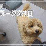 【トイプードル】甘えん坊の愛犬と一緒に在宅ワークをする夫婦
