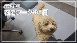【トイプードル】甘えん坊の愛犬と一緒に在宅ワークをする夫婦