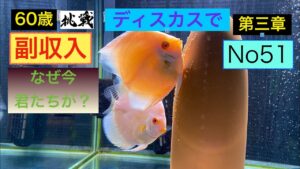 ディスカスで副収入への道51 なぜ今君たちが？