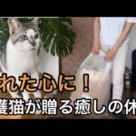在宅ワーク疲れをリセット!保護猫と過ごす至福の休日