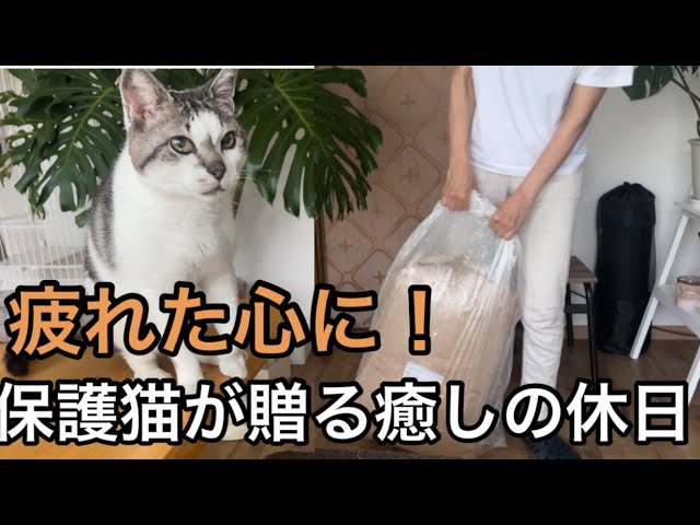 在宅ワーク疲れをリセット！保護猫と過ごす至福の休日