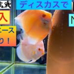 ディスカスで副収入への道53   やはりエース期待通り！