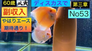 ディスカスで副収入への道53   やはりエース期待通り!