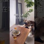 【在宅お昼ご飯】同棲/在宅ワークのご飯事情#同棲ご飯 #毎日ご飯 #料理 #献立#おうちカフェ
