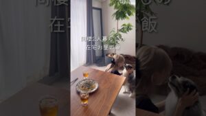 【在宅お昼ご飯】同棲/在宅ワークのご飯事情#同棲ご飯 #毎日ご飯 #料理 #献立#おうちカフェ