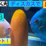 ディスカスで副収入への道58  リスタート