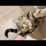 在宅勤務が終わるまで、いい子に待っててくれた愛猫ピオニーのその後の行動。