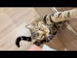 在宅勤務が終わるまで、いい子に待っててくれた愛猫ピオニーのその後の行動。