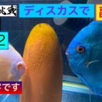 ディスカスで副収入への道62  忍の一字です