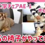 犬もハマる?最高の椅子が我が家にやってきた!在宅ワークに最適な椅子!#オフィスコムのAE1