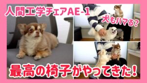 犬もハマる?最高の椅子が我が家にやってきた!在宅ワークに最適な椅子!#オフィスコムのAE1