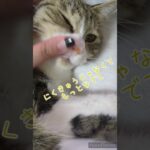 テレワーク邪魔ネコ #shorts #ねこのいる生活 #保護猫 #子猫 #在宅ワーク