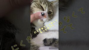 テレワーク邪魔ネコ #shorts #ねこのいる生活 #保護猫 #子猫 #在宅ワーク