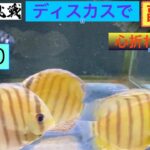 ディスカスで副収入への道70  心折れそう