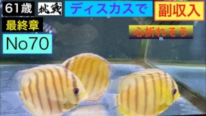ディスカスで副収入への道70  心折れそう