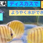 ディスカスで副収入への道71  ようやく水ができたか？