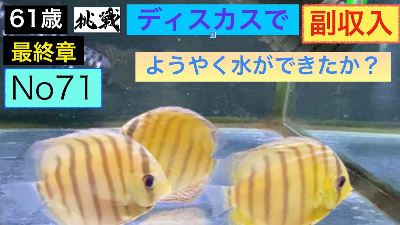 ディスカスで副収入への道71  ようやく水ができたか？