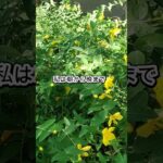 ばぁばの追憶 白髪染め航海記#shorts#在宅介護#白髪染め