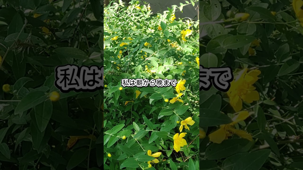 ばぁばの追憶　白髪染め航海記#shorts＃在宅介護＃白髪染め